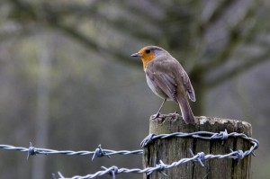 Robins are a sign of new life