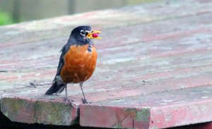 Robins are a sign of Spring
